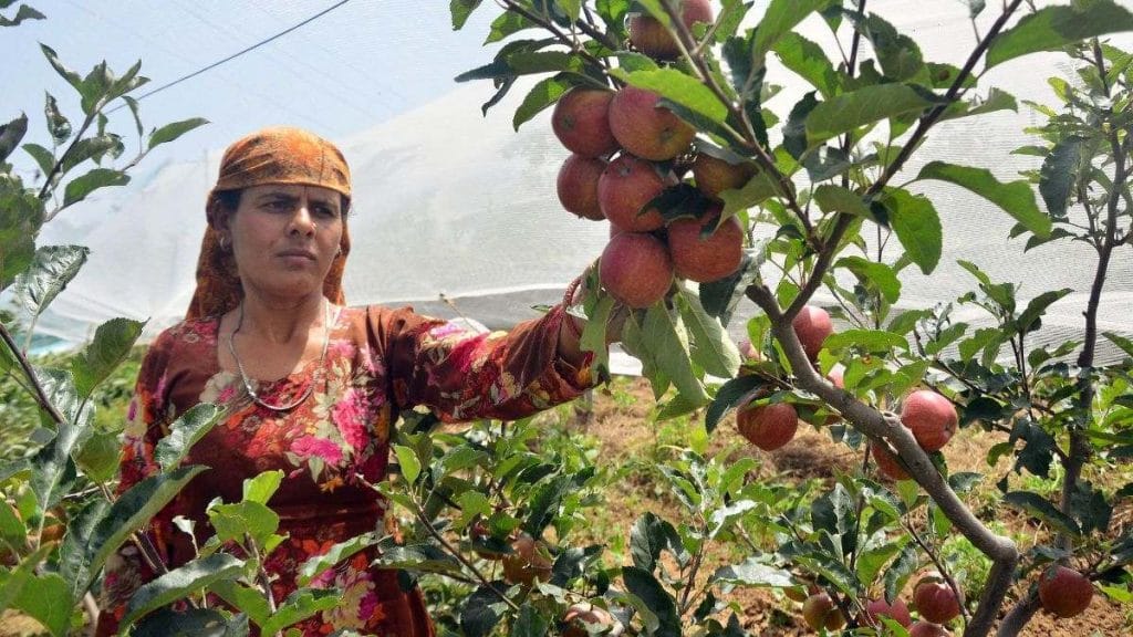 An apple farmer plucks apples at Mashobra in Shimla, Himachal Pradesh | Credit: ANI Photo
