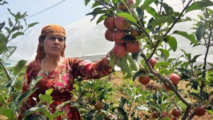 An apple farmer plucks apples at Mashobra in Shimla, Himachal Pradesh | Credit: ANI Photo