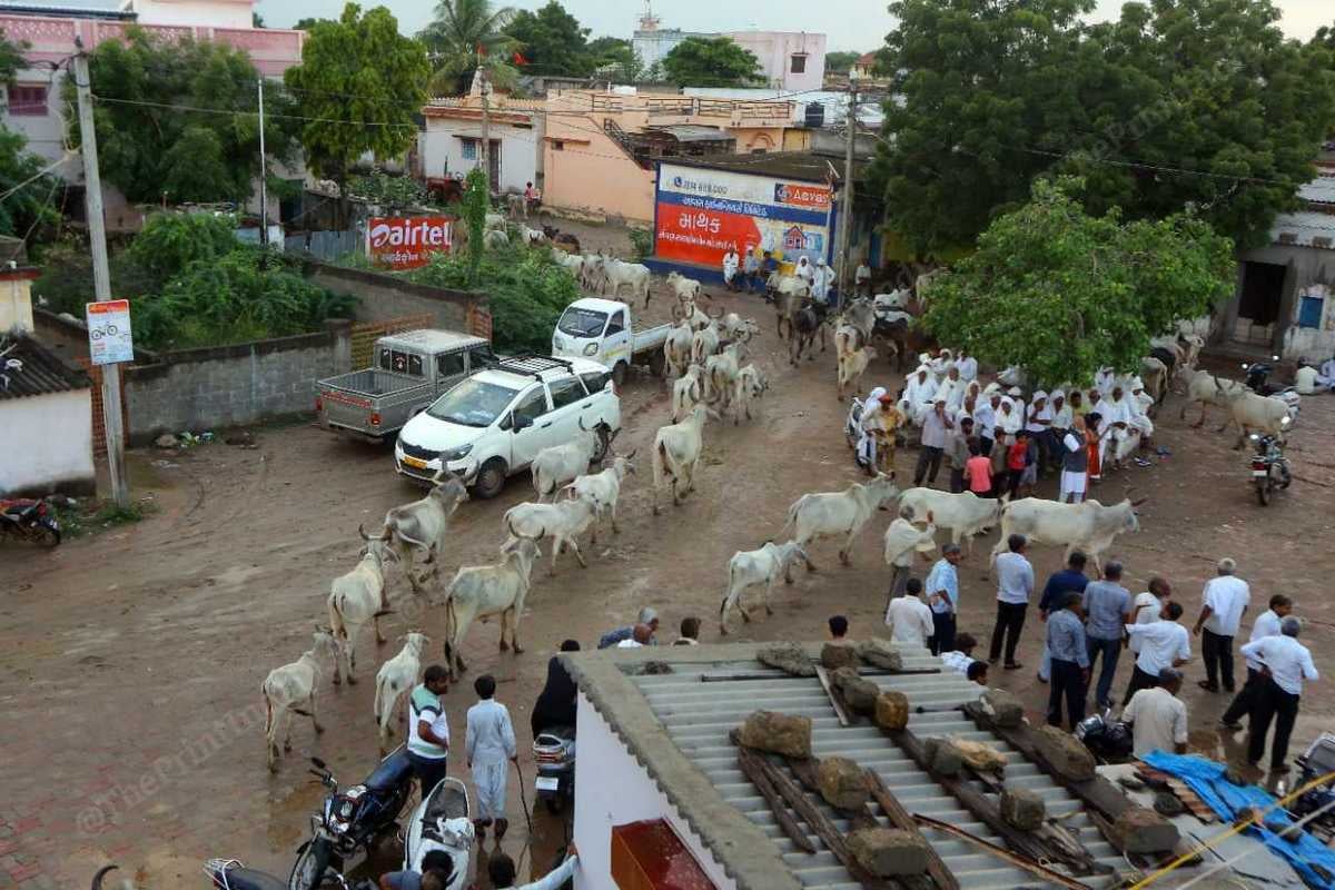 Mathak Faster mutations, heavy rains, crowded gaushalas — how lumpy skin ...
