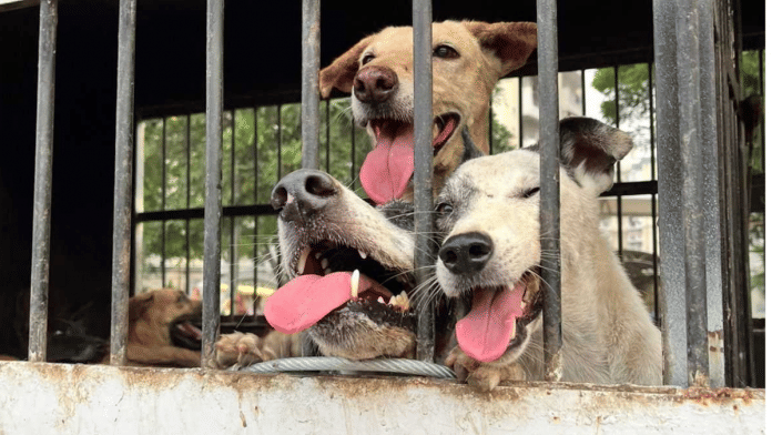 The dogs from each area were rescued in groups to ensure that the dogs do not fight amongst each other | Saniya Verma