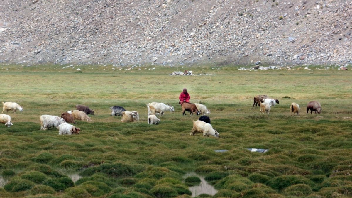 A local grazing her cattle in Chushul | Credit: Praveen Jain, ThePrint