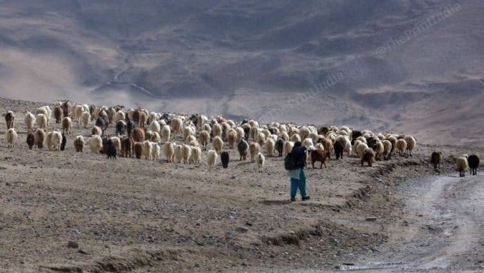 A flock of sheep being taken to graze in Chushul village, Leh | Credit: Praveen Jain, ThePrint