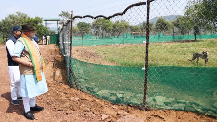 PM Modi looks at a cheetah after releasing it into Kuno National Park on 17 September 2022 | ANI