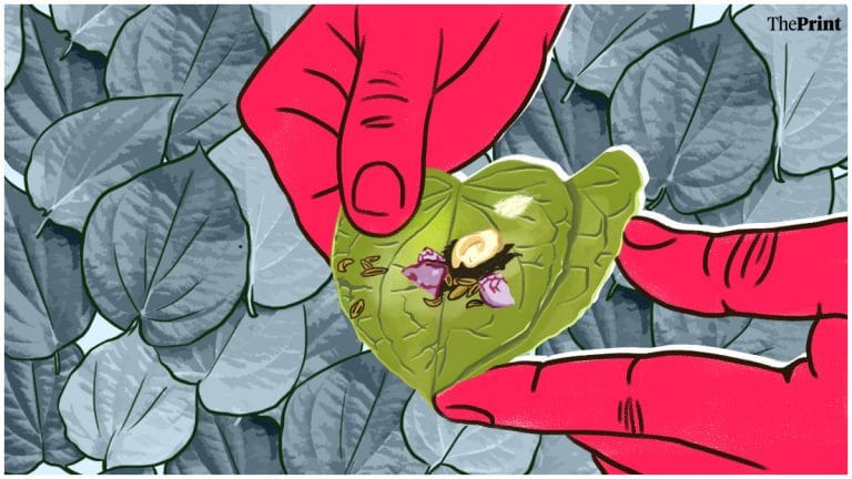 Great Indian Paan caught in health vs livelihood battle. Ban hurting magahi betel, areca nut