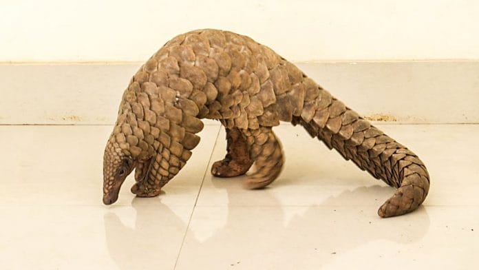 A pangolin rescued during a raid in Odisha in April 2021 | Representational image | ANI