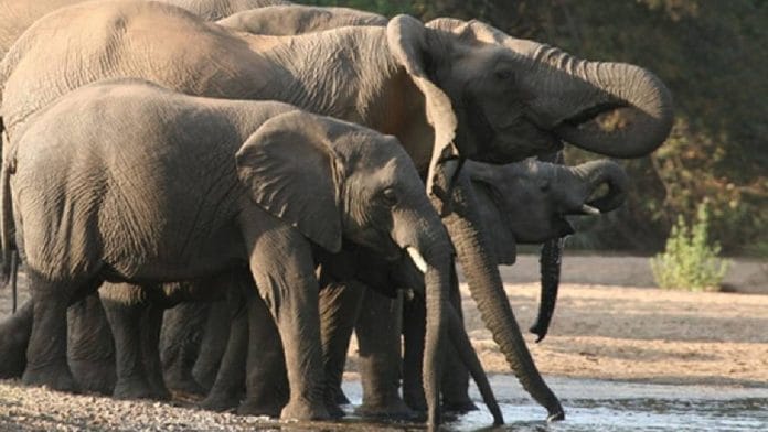 Representational photo of Save Valley Conservancy | Photo: Save Valley Conservancy website