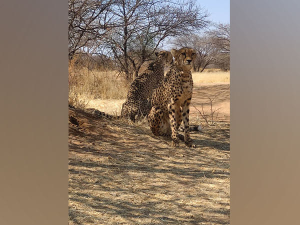 India all set to welcome cheetahs after 7 long decades of extinction