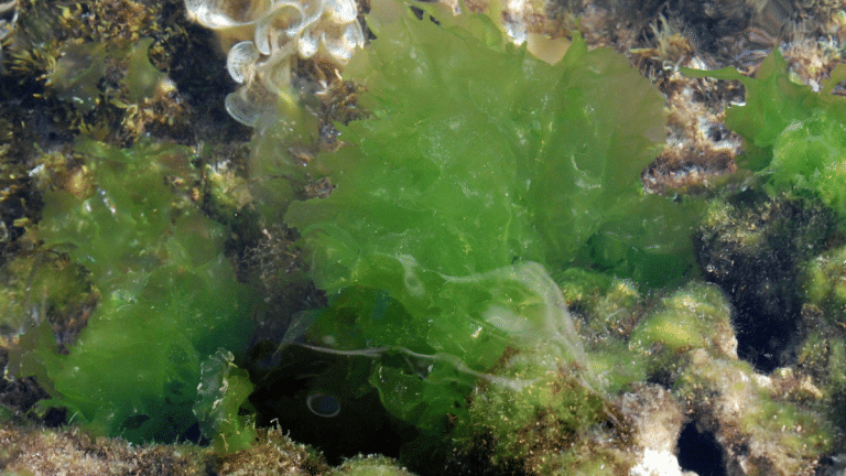 How the humble algae can put a stop to carbon emissions from the concrete industry