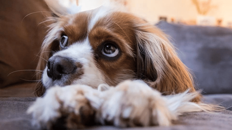 Dogs can smell when you’re stressed too, this UK study says