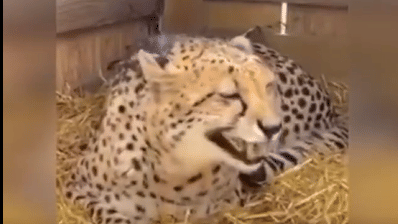 A cheetah seen in a video shared by a US non-profit rescue sanctuary in Minnesota