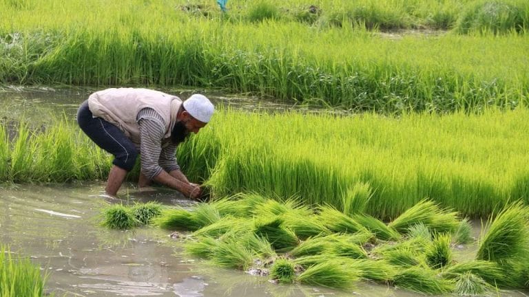 India imposes export curbs on rice as domestic prices rise & paddy area shrinks