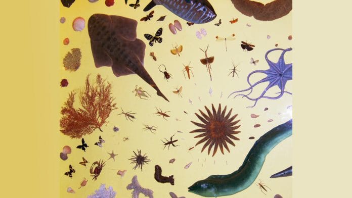 Representational image of the evolution of life on Earth | Commons