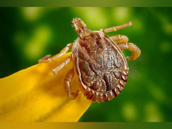 Researchers find how ticks weaken skin's defense function – ThePrint ...
