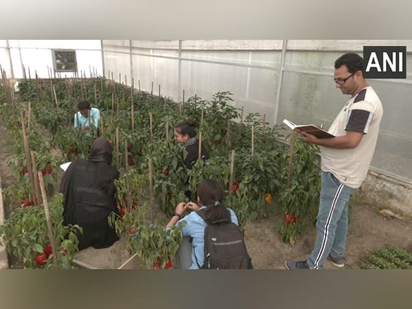 Sher-e-Kashmir varsity researchers introduce multi-coloured capsicums with high medicinal value, anti-oxidant properties
