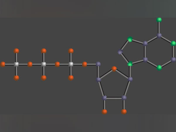 Ancient chemistry explains why ATP is universal energy unit used by all living things
