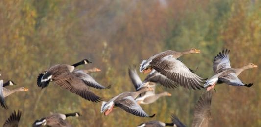 Birdsong reveals rare hybrid coupling 10 million years in the making: Research