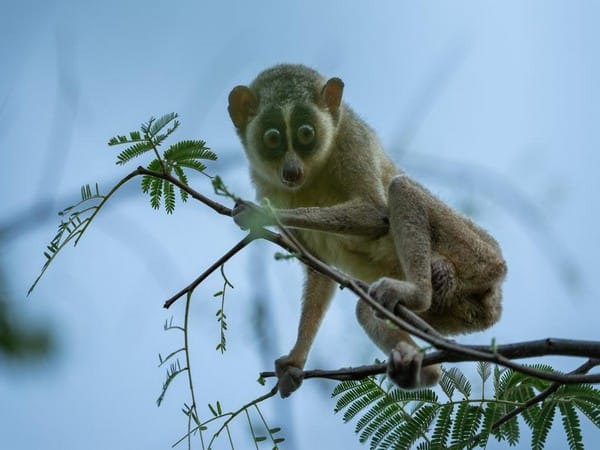 Tamil Nadu govt notifies India's first Slender Loris Sanctuary