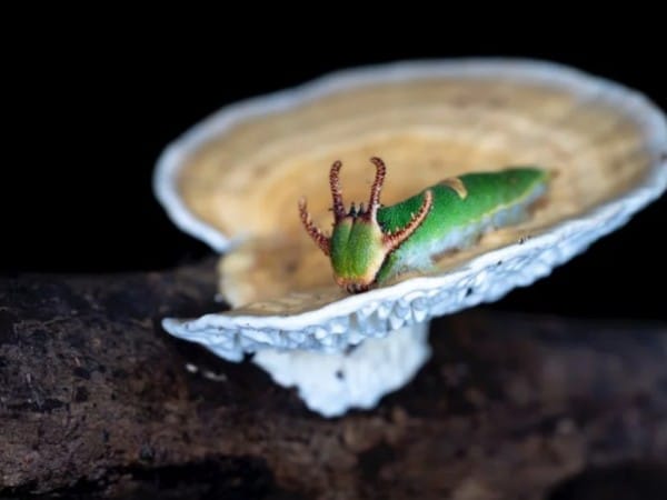 New cancer drug could be developed using mushroom that grows on insects: Research