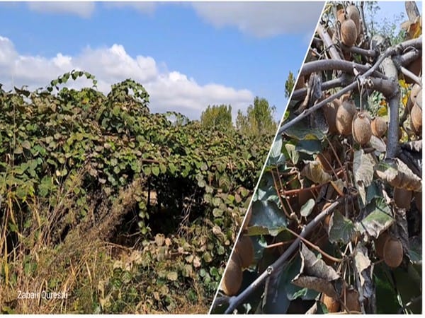 Kashmiri farmers shifting away from cultivation of traditional fruits to non-traditional fruits like Kiwi