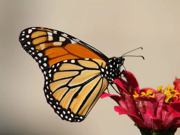 Researchers find how 'junk' DNA can build different looking butterfly wings