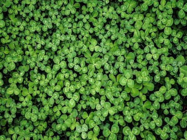 Research finds how photosynthesis process adapted to rise of oxygen