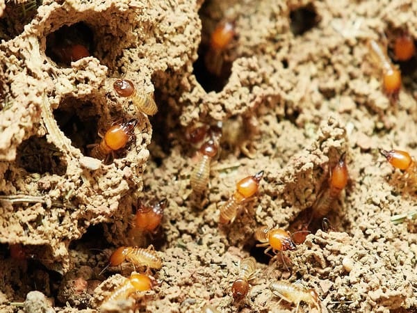 With stagnating flood water, Pakistan's Sindh districts come under termite attack  