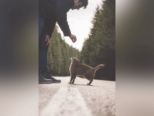 People with highly reactive emotions are drawn to cats for stress relief programs