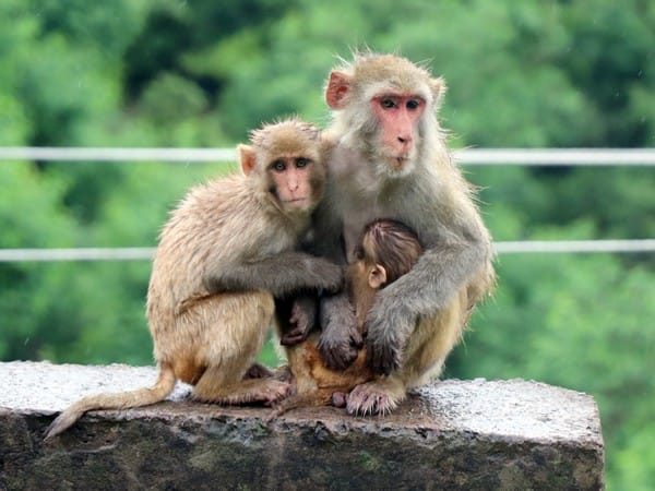 Monkeys found dead in Andhra's Srikakulam, poisoning suspected