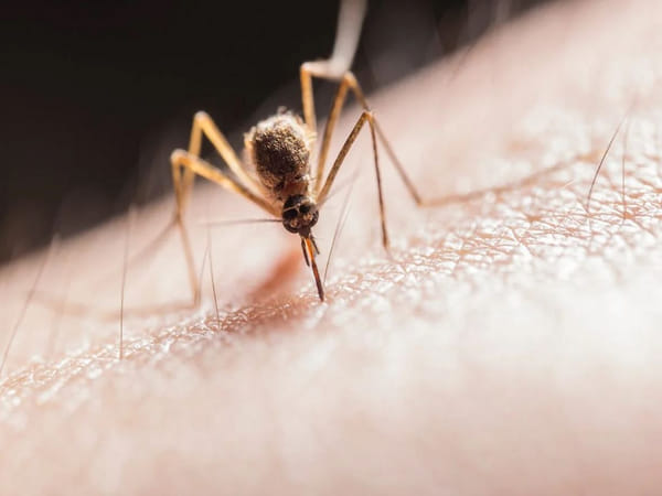 Scientists discover why some people are mosquito magnets