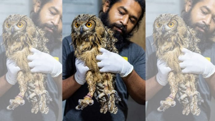 Indian eagle owl with injuries on legs after being rescued from illegal captivity and saved from sacrificial practice | RESQ CT (Wildlife), Pune