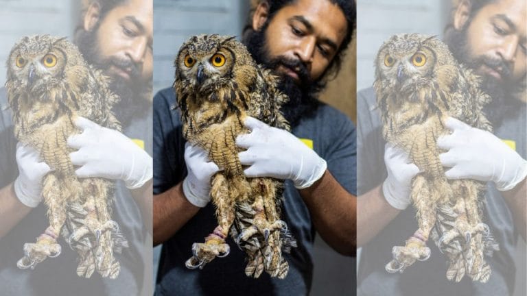 Bound, choked and tortured—Diwali isn’t bright for Indian owls