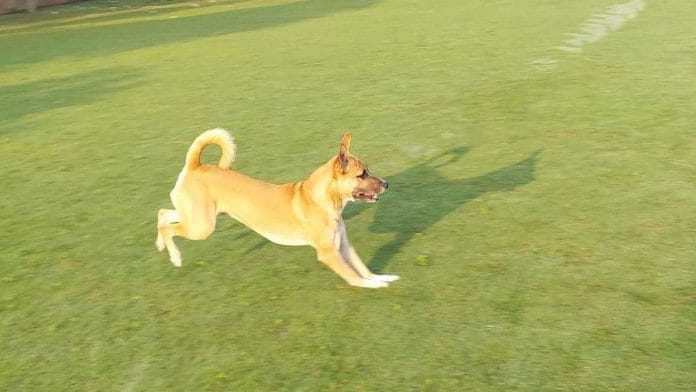 Pumba playing in a Delhi park | Tarannum Khan/ThePrint