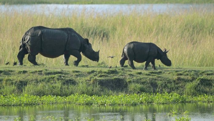 A rhino with its calf inside Burapahar Range of Kaziranga National Park | ANI file photo
