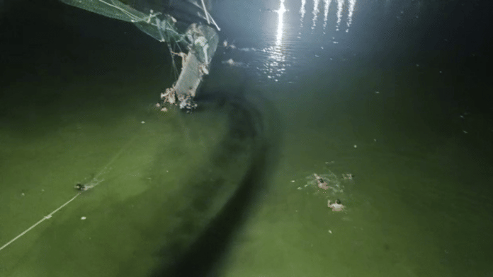 Cable bridge collapsed in the Machchhu river, in Morbi on Sunday | ANI Photo