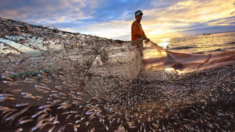 If world leaders want to manage global food crisis, they must waste less fish. Here’s why