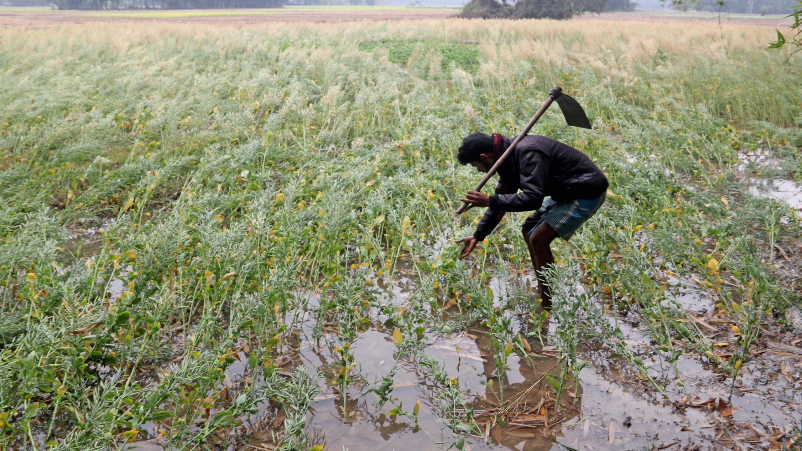 Heavy rains in India damage key crops ahead of harvest, threatening to ...