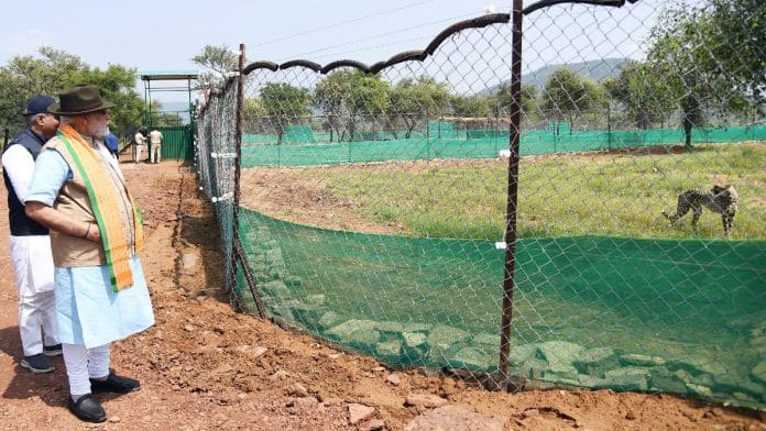 File photo of Prime Minister Narendra Modi looking at a cheetah after releasing it with 7 others at Kuno National Park on his 72nd birthday | ANI/Narendra Modi Twitter