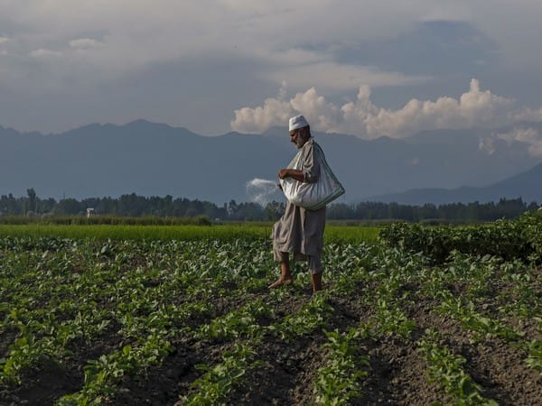 Cabinet approves Rs 51,875 crore subsidy for phosphatic and potassic fertilisers for rabi season