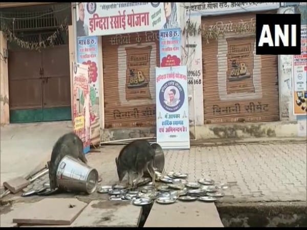 Rajasthan: BJP demands probe after video of pigs licking utensils at govt-run food centre went viral