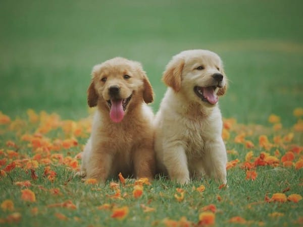 Research: 'Click' chemistry may help treat dogs with bone cancer