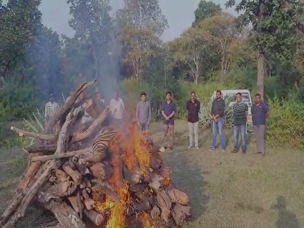 MP: Tiger carcass found in Bandhavgarh Reserve