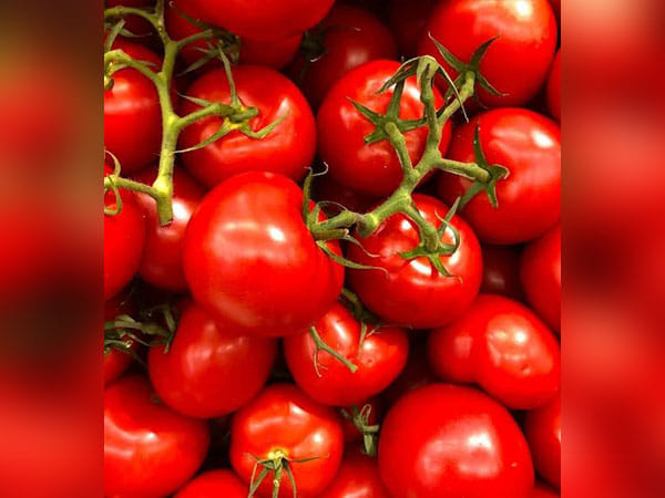 Researchers reveal tomatoes' health benefits to gut microbes