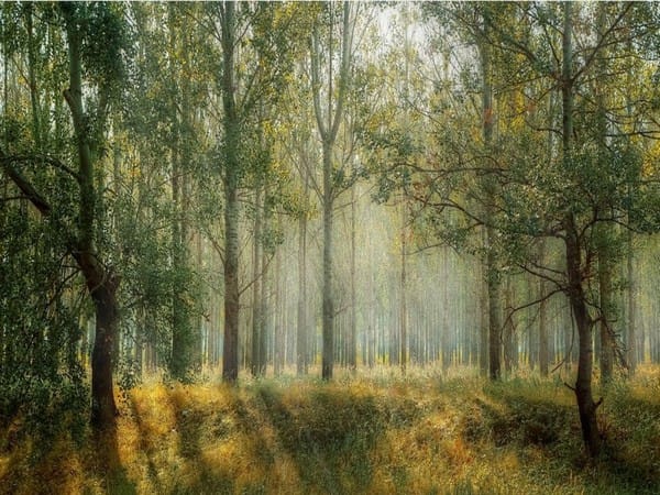 Indian handicraft exporters get huge relief at CITES CoP-19 meeting