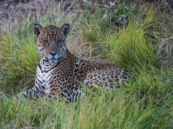 International Jaguar Day celebrated at National Zoological Park in Delhi