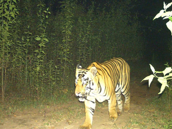 Tiger spotted in Chhattisgarh's Udanti-Sitanadi Tiger Reserve after 3 years