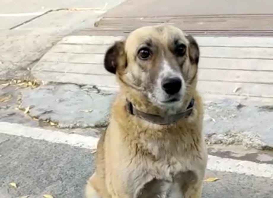 13-year-old Chameli went missing on Diwali this year | Special arrangement