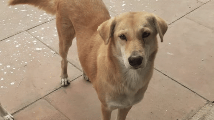 Chhavi's Senior, 9-year-old male dog, missing since 25 October | Special arrangement