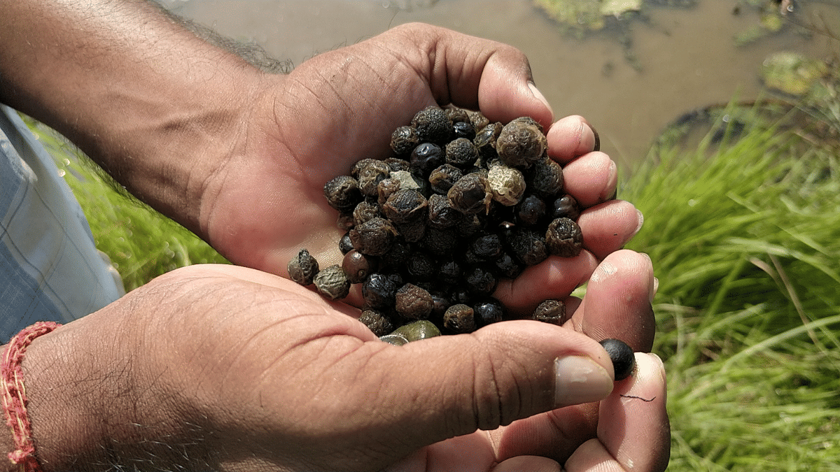 Makhana seeds of different sizes | Photo: Krishan Murari | ThePrint