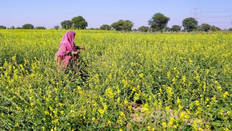 Ban on GM mustard harms Indian farmers. Supreme Court must choose science over ideology