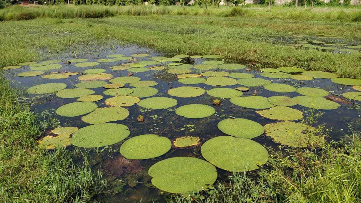 Makhana plants cultivation practice | Krishan Murari/ThePrint